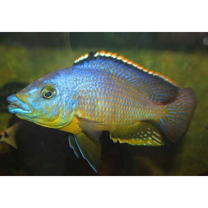 Protomelas Hertae 7-8cm